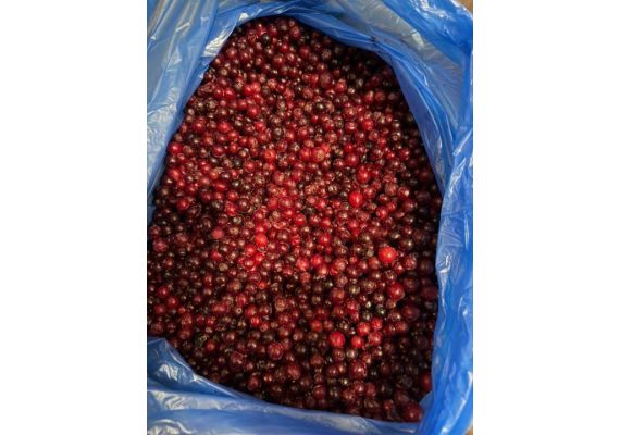 Клюква замороженная лесная (электронной очистки)10кг/кор